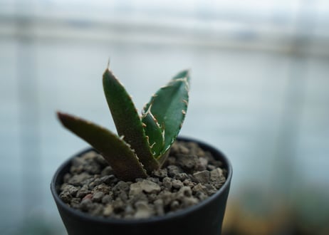 アガベ　チタノタ　鬼爪雪峰  Agave titanota “Onitsume Yukimine"　No.3