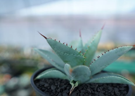 アガベ　ドラゴントゥース　Agave Dagontoes　No.4