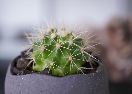 Echinocactus grusonii
