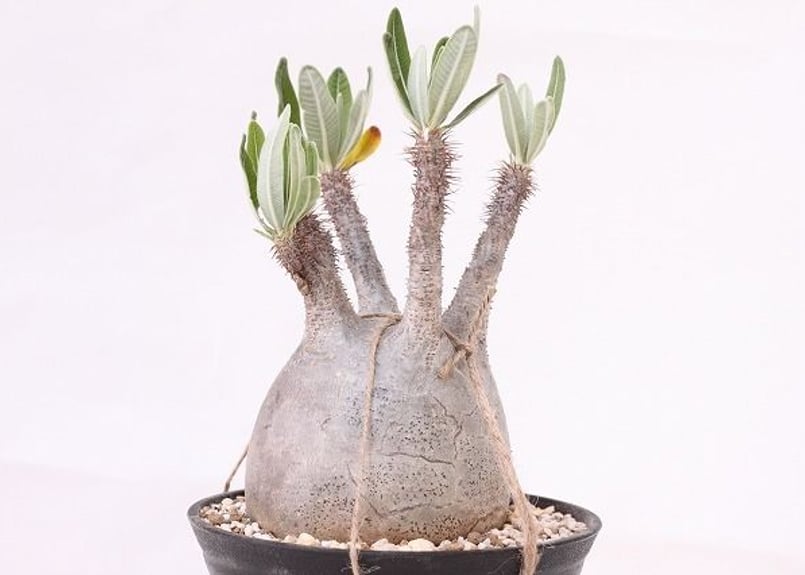 Pachypodium Gracilius パキポディウム グラキリス 未発根 no.