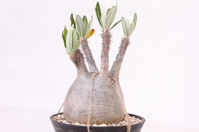 Pachypodium Gracilius パキポディウム グラキリス 未発根 no.