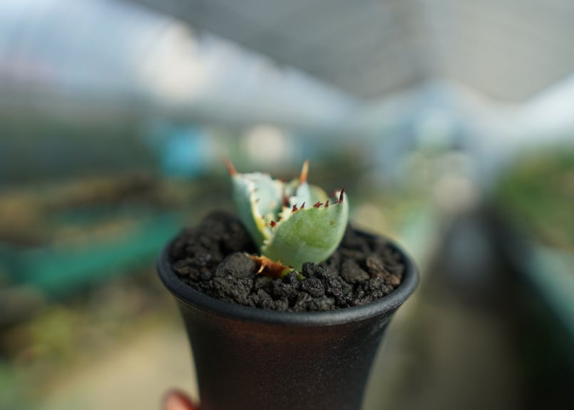 レア　アルビノ　兜蟹　アガベ アガベ 兜蟹錦 連棘 Agave isthmensis “Kabutogani” varieg