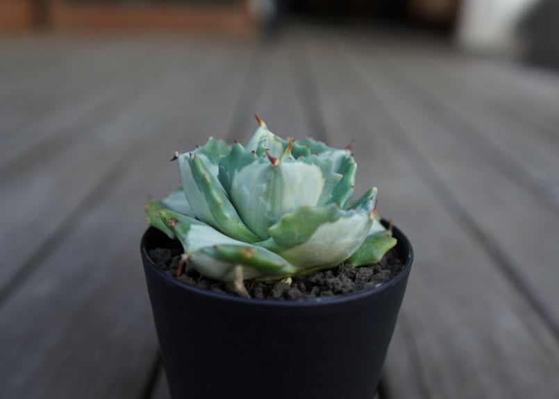 アガベ 王妃雷神錦 白中斑 Agave “Ohi Raijin Nishiki Shirona
