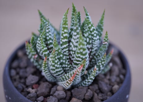 ハオルチア　鷹の爪　Haworthia reinwardtii