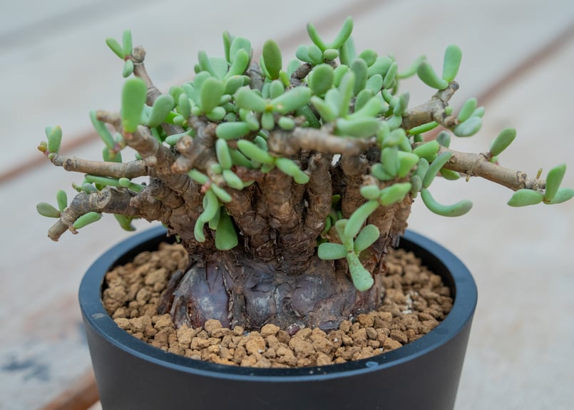 ケラリア ピグマエア | mana's green:塊根植物販売|マナズグリーン ケラリア ピグマエア | mana's green:塊根植物販売|マナズグリーン