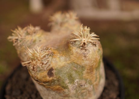 パキポディウム　エブレネウム　Pachypodium eburneum