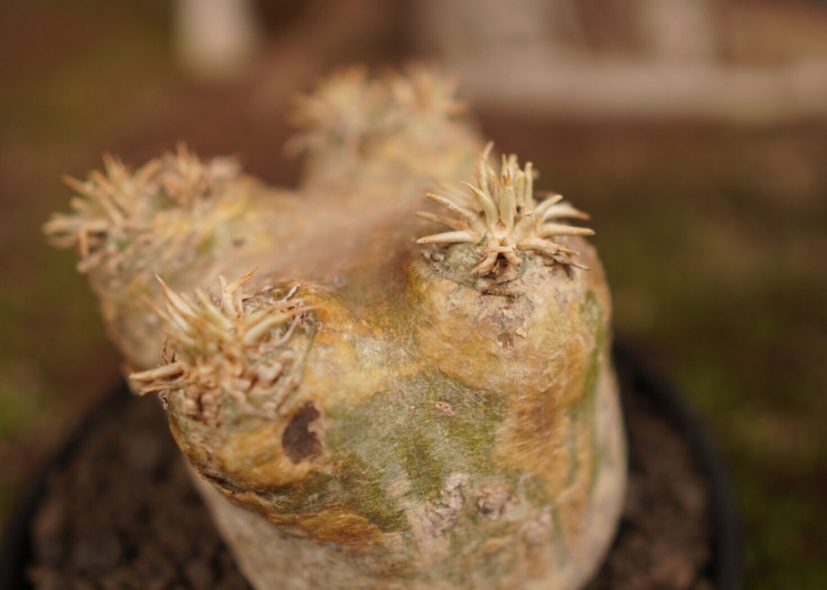 パキポディウム エブレネウム Pachypodium eburneum | mana's fa