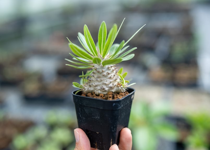 パキポディウム デンシフローラム 沖縄実生 | mana's farm:塊根植物