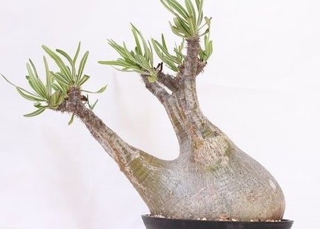 Pachypodium Gracilius パキポディウム  グラキリス  未発根  no.1　緑肌