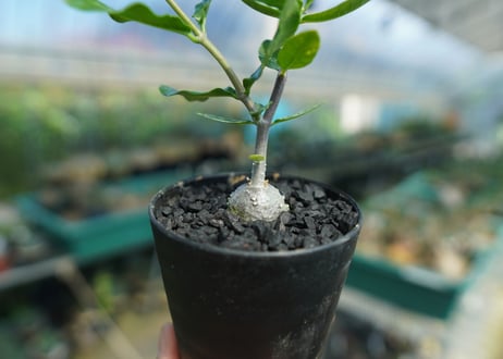 フォッケア　エデュリス　”火星人”　Fockea edulis  No.4