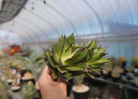 agave titanota 剣竜　No.4
