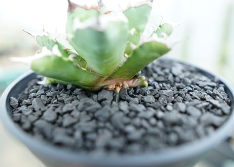 アガベ　チタノタ　姫厳竜　Agave titanota dwarf　No.3