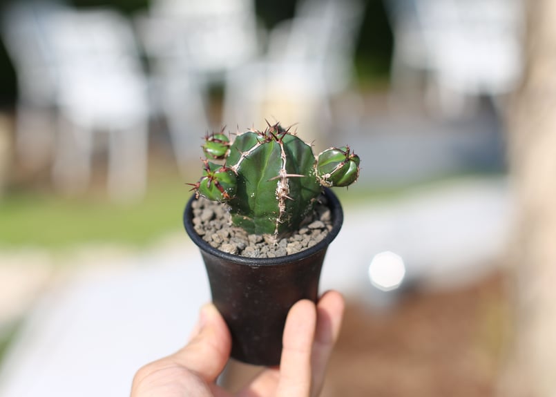 ユーフォルビア ハンディエンシス 現地球 発根済み塊根植物 パキプス グラキリス ユーフォルビア ハンディエンシス 現地球 発根済み塊根植物