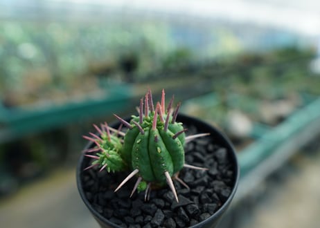 ユーフォルビア　フェロックス　Euphorbia ferox  No.1