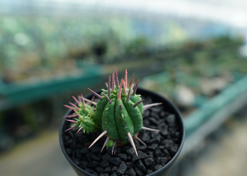 ユーフォルビア フェロックス Euphorbia ferox No.1 | mana's f