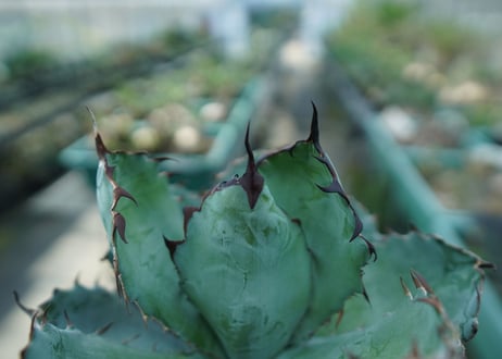 アガベ　チタノタ　 ブラックアンドブルー 　Agave titanota black and blue　No.9