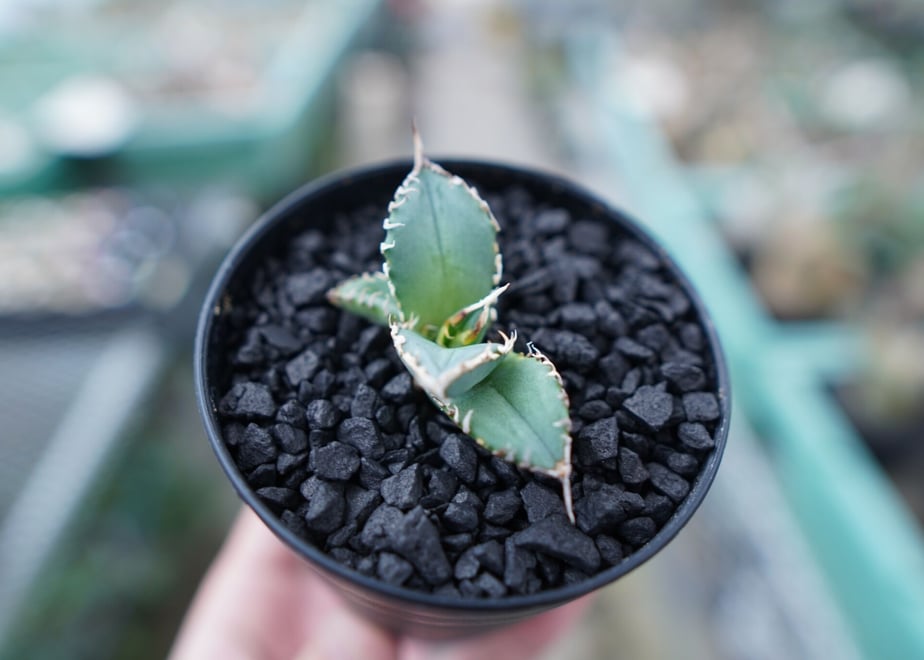 6449bb7787ef5b004671f809
