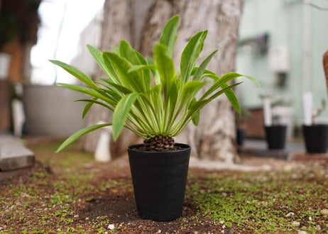 鉄甲丸　Euphorbia bupleurifolia