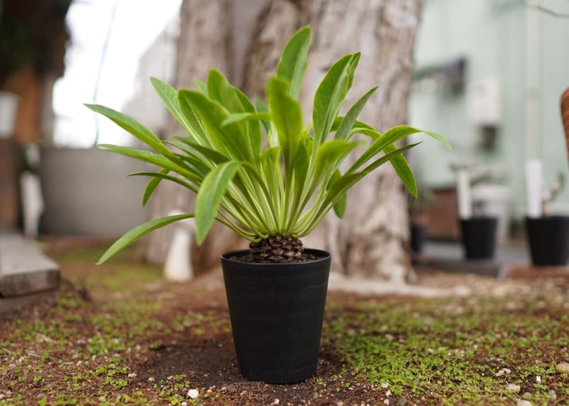 鉄甲丸 Euphorbia bupleurifolia | mana's farm:塊根植物・