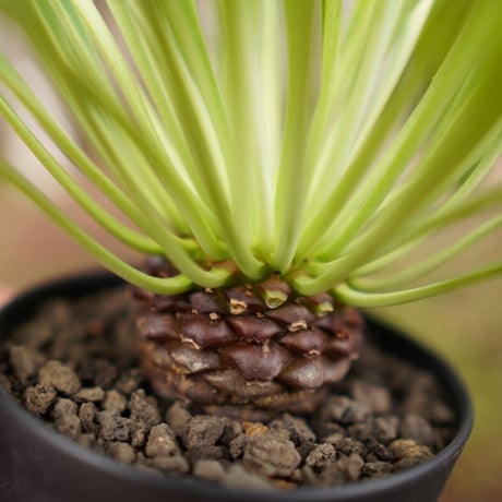 bupleurifolia | STORES