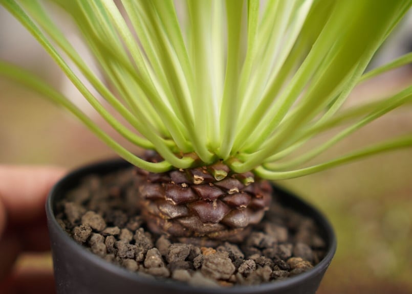 鉄甲丸 Euphorbia bupleurifolia | mana's farm:塊根植物・