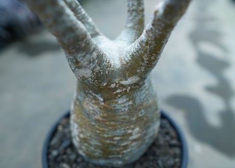 パキポディウム　グラキリス　 Pachypodium Gracilius