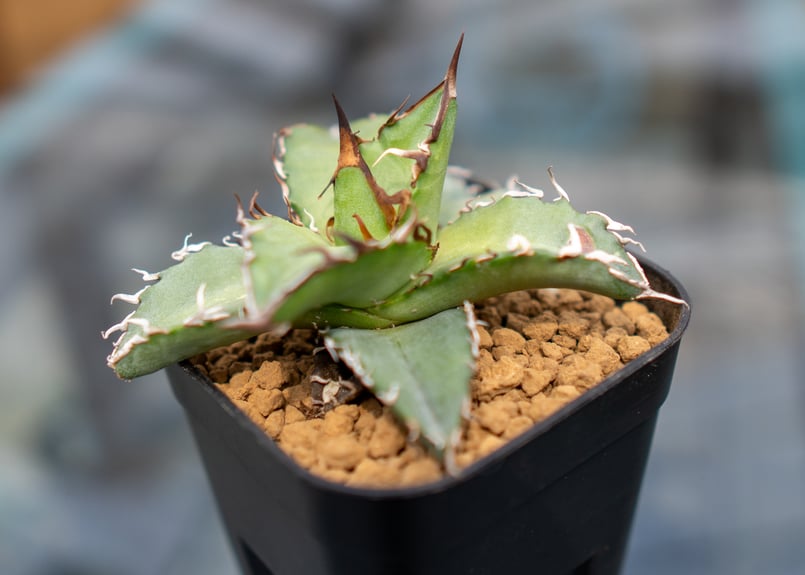 アガベ チタノタ 沖縄実生 | mana's farm:塊根植物・アガベ・ドライ