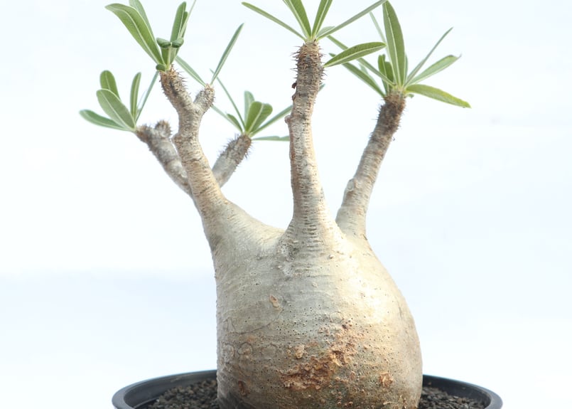 パキポディウム グラキリス no.29 | mana's farm:塊根植物・アガベ