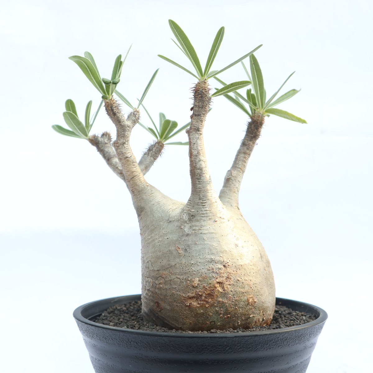 パキポディウム グラキリス no.29 | mana's farm:塊根植物・アガベ