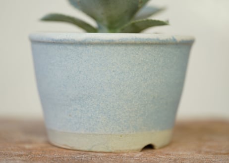 Agave pygmaea “Dragon Toes”