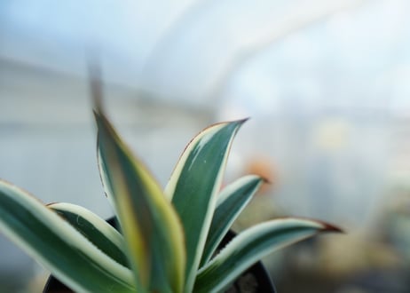 アガベ　ブルーグロー錦　Agave Blue Glow