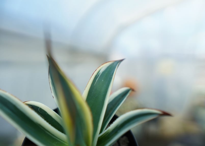アガベ ブルーグロー錦 Agave Blue Glow | mana's farm:塊根植物・