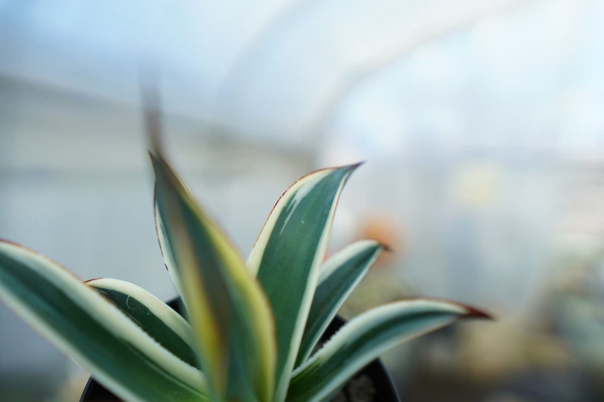 アガベ ブルーグロー錦 Agave Blue Glow | mana's farm:塊根植物・