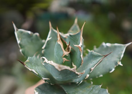 Agave titanota 白鯨 A NO.7