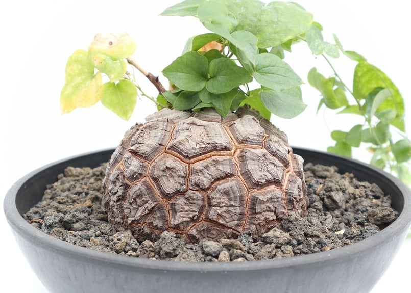 亀甲竜 | mana's green:塊根植物販売|マナズグリーン 亀甲竜 | mana's green:塊根植物販売|マナズグリーン