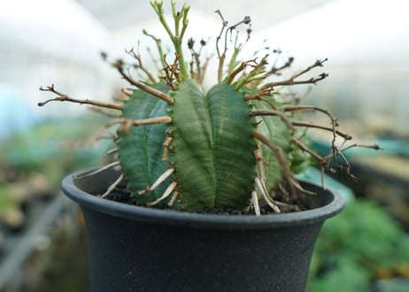 ユーフォルビア　スーパーバリダ　Euphorbia super valida  No.2