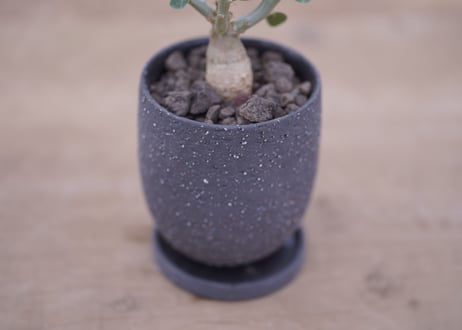 パキポディウム　サキュレンタム  Pachypodium succulentum