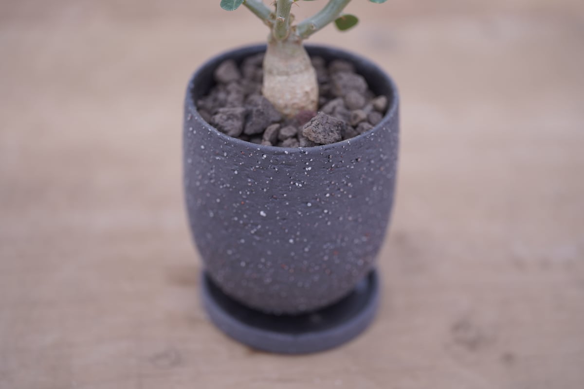 パキポディウム サキュレンタム Pachypodium succulentum | mana