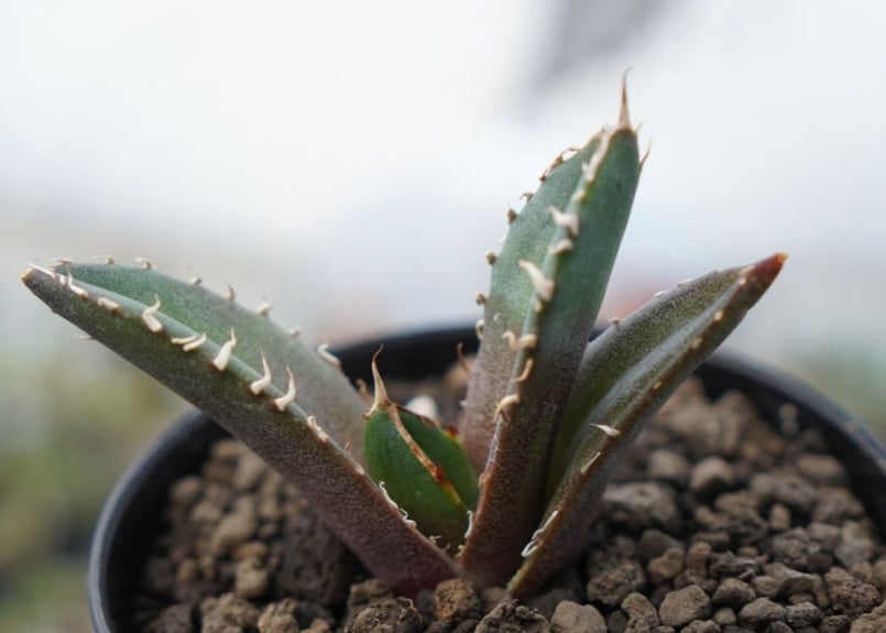 agave 鬼爪 雪峰 №10 | mana's farm:塊根植物・アガベ・ドライガーデン