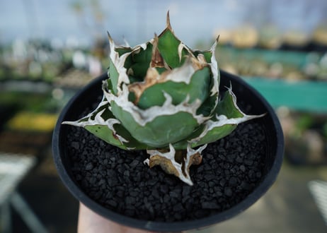 アガベ　チタノタ　螃蟹　Agave Titanota crab