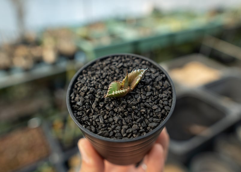 アチャチャイル 接ぎ木 大苗 - 植物/観葉植物