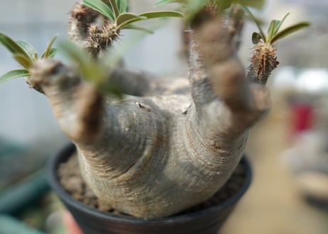 パキポディウム　グラキリス　 Pachypodium Gracilius　No.2