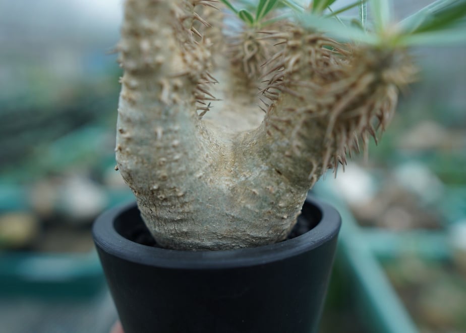 64d197ef63cfc3002fa600fb