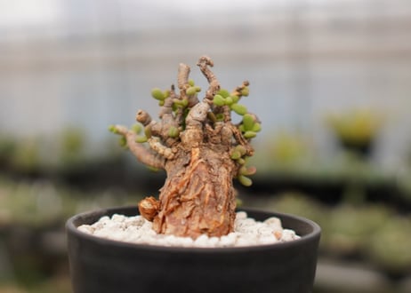 Ceraria pygmaea ケラリア ピグマエア　B NO.10