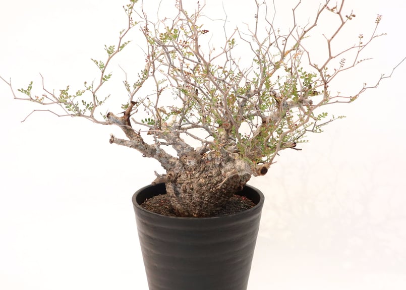 オペルクリカリア パキプス no.5 | mana's farm:塊根植物