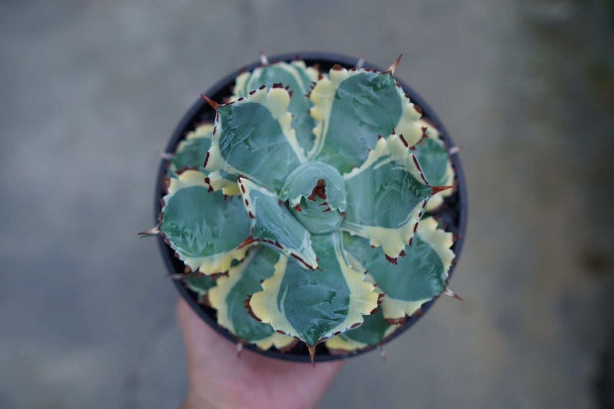 アガベ 兜蟹錦 連棘 Agave isthmensis “Kabutogani” varieg