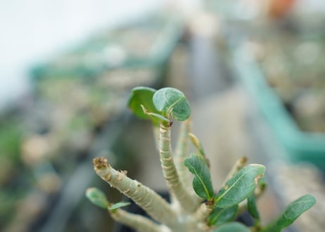 アデニウム　Adenium　No.3