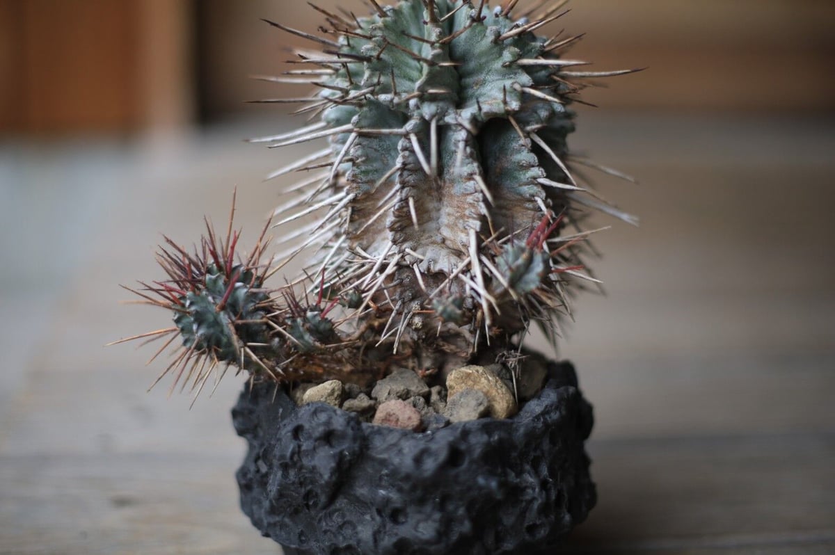 ユーフォルビア 強棘ホリダ Euphorbia horrida | mana's farm: