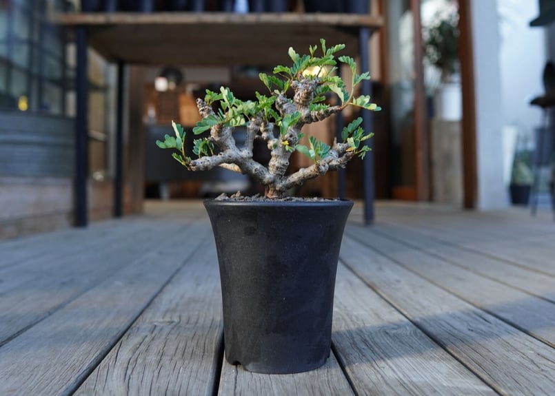 センナ メリディオナリス Senna meridionalis | mana's farm:塊