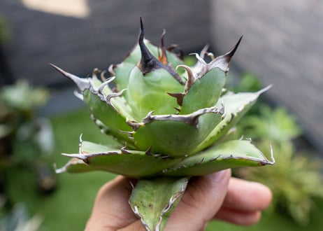 Agave ハデス 黒獄 Ｂ NO.2    (G)